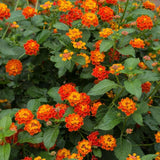 Set 2 Bright Orange Lantana Live Plant 4-6 Inches Tall