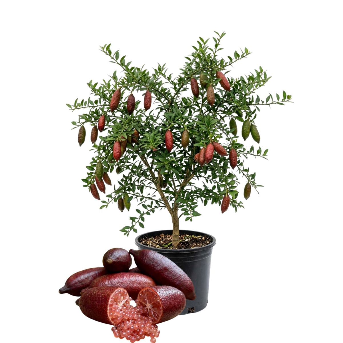 Red Finger Lime Live Plant, Hardy Garden Plant, 1-2 Ft Tall, Gallon Pot
