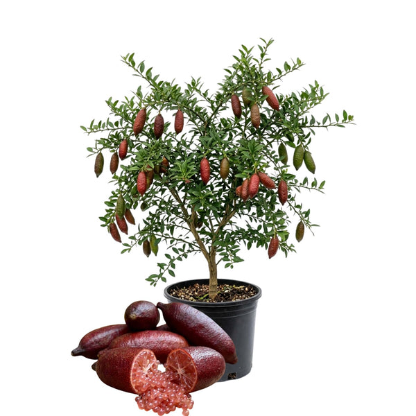 Red Finger Lime Live Plant, Hardy Garden Plant, 1-2 Ft Tall, Gallon Pot