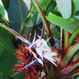 3 White Bird of Paradise Live Plants, Houseplant, 5-7 Inch Tall
