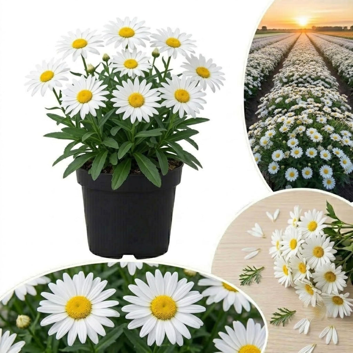 White Daisy Live Plant, Patio Container Flower, 3 Inch Pot