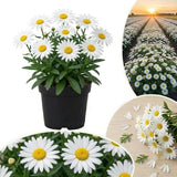 White Daisy Live Plant, Patio Container Flower, 3 Inch Pot