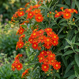 4 Orange Mexican Flame Vine Live Plants, Flower Vine, 5-8 Inch Tall