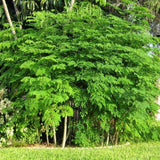 2 Moringa Oleifera Live Plants, Fast Growing Herb Tree, 3-6 Inch Tall