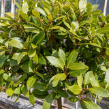 Sweet Bay Leaf Live Plant, Live Starter Plant, 4-6 Inch Tall