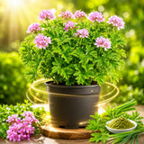 Citronella Geranium Plant Live, Fragrant Herb Plant, 4-6 Inch Tall