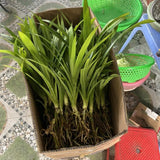 Pandan Live Plant, Well-Rooted Herb Plant, 4-8 Inch Tall