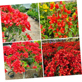 Red Bougainvillea Live Plant, Flowering Vine, 6-8 Inch Tall, 4 Inch Pot