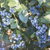 2 Misty Blueberry Plant Live, Blueberry Bushes Plant, 4-7 Inch Tall