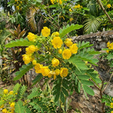 2 Cassia Live Plants, Yellow Cassia Flower Live Plant, 4-6 Inch Tall