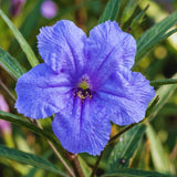 6 Blue Live Petunia Plants, Ready to Grow Plant, 5-7 Inch Tall