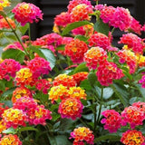 Set 2 Multi-Colored Lantana Live Plant 4-6 Inches Tall