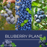 2 Misty Blueberry Live Plants, Indoor Outdoor Plant, 4-7 Inch Tall