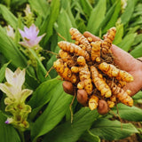 10 Yellow Turmeric Live Roots, Outdoor Garden Plant