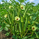 2 Green Okra Plants Live, Vegetable Start Plant for Home Garden, 4 Inc Pot