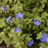 3 Blue Live Evolvulus Plants, Starter Plant, 4-6 Inch Tall