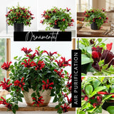 2 Lipstick Vine Live Plants, Trailing Houseplant, 2 Inch Pot