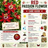 2 Red Passion Flower Plants, Passiflora Flower Plant, 4-6 Inch Tall