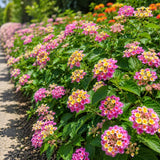 2 Pink Yellow Lantana Plants Live, Lantana Flower Plant, 4-6 Inches Tall