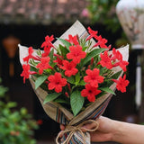 6 Red Live Petunia Plants, Patio Container Plant, 5-7 Inch Tall