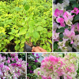 2 Cream Pink Bougainvillea Live Plants, 4-6 Inch Tall