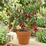 Red Finger Lime Tree Live, Rare Citrus Tree, 1-2 Ft Tall, 1 Gallon Pot