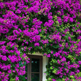 Set 2 Dark Purple Bougainvillea Live Plant 5-7 Inch Tall