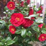 Red Camellia Japonica Plant Live, Blooming Garden Shrub, 8-14 Inch Tall