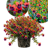 2 Purple Red Cuphea Plants Live, Well-Rooted Flower Plant, 4-6 Inch Tall