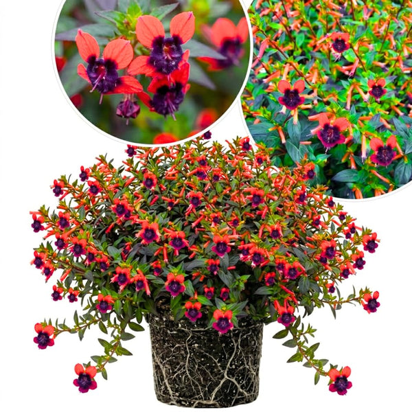 2 Purple Red Cuphea Plants Live, Well-Rooted Flower Plant, 4-6 Inch Tall