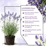 2 Provence Live Lavender Plants, Starter Plant, 4-7 Inch Tall