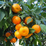 Tangerine Live Tree, Mandarin Citrus Fruit Tree, 2-3 Ft Tall, 1 Gal Pot