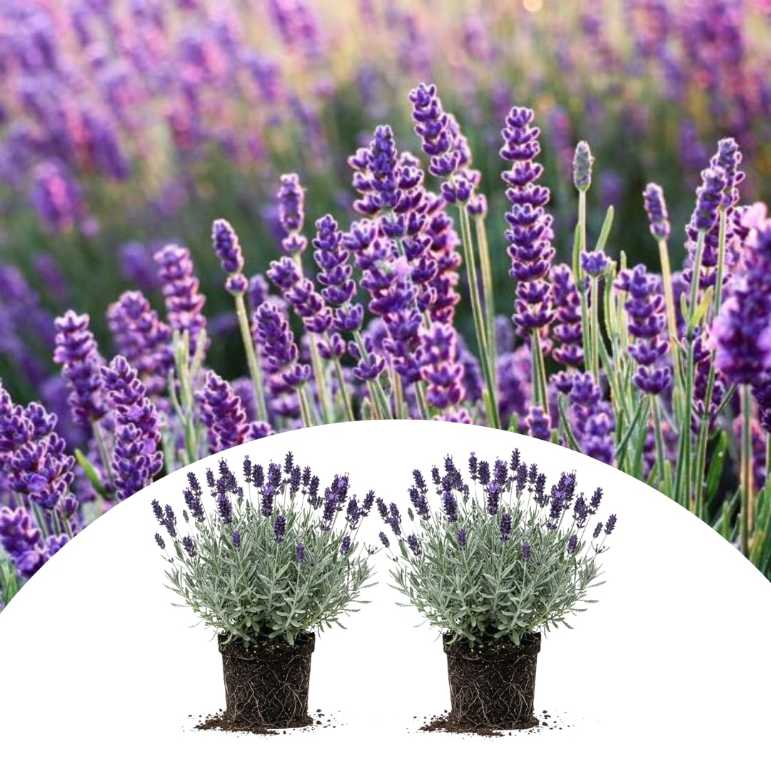 2 Creek Lavender Plants Live, Garden Plant, 4-7 Inch Tall