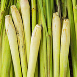 8 Lemongrass Live Plants, Indoor Outdoor Plant, 4-6 Inch Tall