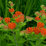 Pack 2 Orange Milkweed Live Plants, Asclepias Tuberosa Plant 4–6" Tall