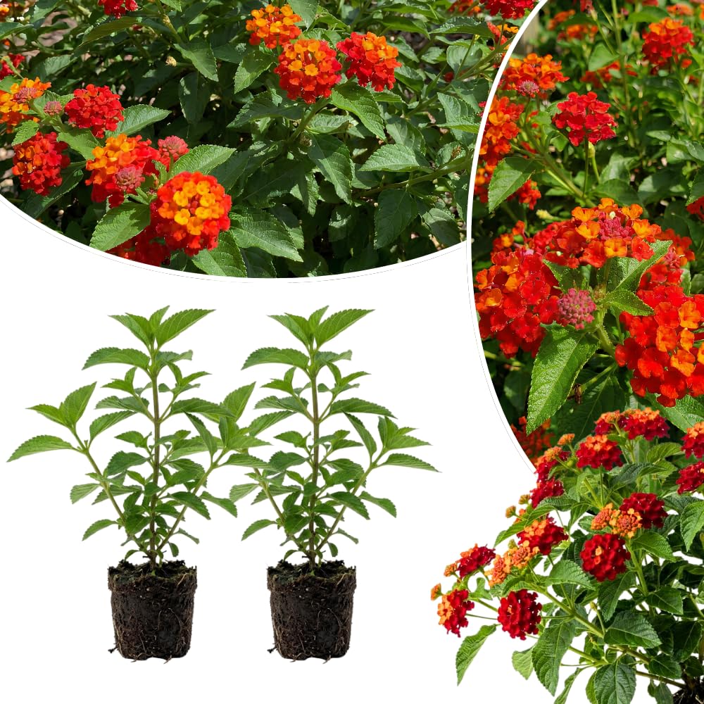 2 Red Lantana Plants Live, Home Garden Plant, 4-7 Inch Tall