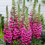 6 Pink Foxglove Live Plants, 2-6 Inch Tall, 3 Inch Pot