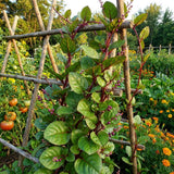 Red Spinach Plant Live, Live Starter Plant, 4-6 Inch Tall