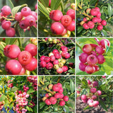 2 Pink Lemonade Blueberry Live Plants, Hardy Fruit Bush, 4-6 Inch Tall