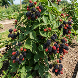 2 Sweet Large Black Berry Live Plants, Blackberries Bush, 4-6 Inch Tall