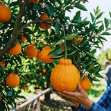 Orange Mandarin Tree Live Plant, Live Starter Plant, 1 Gallon Pot