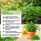 Parsley Plants Live, Well-Rooted Herb Plant, 4-7 Inch Tall