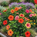 2 Random Hibiscus Live Plants, Blooming Garden Shrub, 4-6 Inch Tall