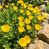 2 Yellow Portulaca Live Plants, Hardy Garden Plant, 4-7 Inch Tall