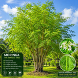 Moringa Oleifera Live Plant, Outdoor Garden Herb Tree, 4-6 Inch Tall