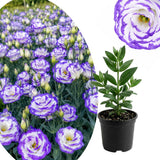 White Blue Lisianthus Plant, Eustoma Lisianthus Flowers in Plug, 3-5'' Tall