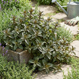 Chocolate Mint Live Plant, Kitchen Herb Garden Plant, 3.5 Inch Pot
