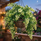 2 Jasmine Plants Live, Live Starter Plant, 5-9 Inch Tall