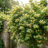 White Yellow Honeysuckle Plant 6-10" Tall in 4 Inch Pot
