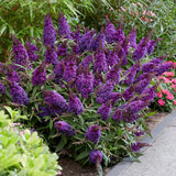 Purple Buddleia Plant Live, Fragrant Butterfly Bush, 5-7 Inch Tall